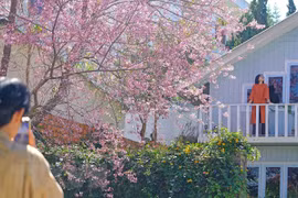 Lâm Đồng: Du khách đến thành phố Đà Lạt đông nhưng không quá tải