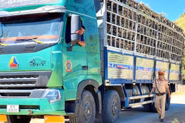 Công an huyện Phú Thiện xử phạt 19 trường hợp vi phạm tải trọng