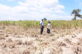 Kbang: Triển khai quyết liệt các giải pháp cấp bách phòng-chống hạn