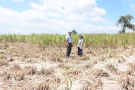 Kbang: Triển khai quyết liệt các giải pháp cấp bách phòng-chống hạn