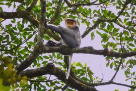 110 tỷ đồng thực hiện dự án phát triển rừng bền vững Vườn quốc gia Kon Ka Kinh