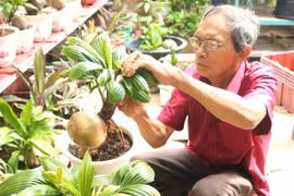 Biến quả dừa khô bỏ đi thành cây cảnh tiền triệu