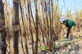 Kbang: Chủ động các biện pháp phòng-chống cháy mía