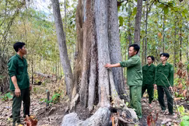 Lực lượng bảo vệ rừng