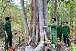 Lực lượng bảo vệ rừng