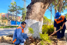 Sở Giao thông-Vận tải Gia Lai tiên phong trồng cây cảnh trong các bồn cây trên đường phố 