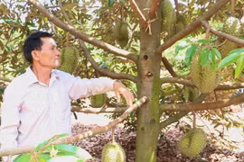 Chư Pưh được cấp 7 mã vùng trồng đối với chanh dây và sầu riêng