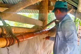 Tiêm vắc xin cho bò