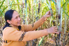 Thu gần nửa tỷ đồng mỗi năm từ 3 ha mía Quế Đường