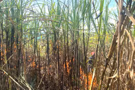 Cháy 1,7 ha mía tại Đak Pơ