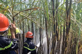 Kbang: 5 ha mía đến kỳ thu hoạch bị thiêu rụi