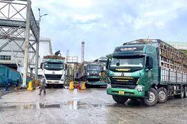 Nhà máy Đường An Khê thu mua trên 75% diện tích mía nguyên liệu 