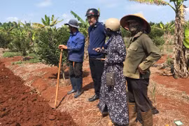 Kông Chro triển khai mô hình trồng khảo nghiệm cây vải và mắc ca 