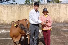 Bàn giao bò giống sinh sản cho các hộ khó khăn ở xã Ia Nhin 