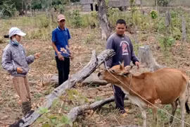 Kông Chro tiêm phòng vắc xin phòng bệnh viêm da nổi cục trên đàn bò đạt 100%