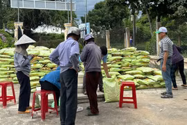 Đak Pơ cấp hơn 15,4 tấn lúa giống chất lượng cao cho nông dân 