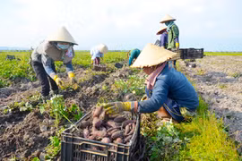 Hướng đến thương hiệu khoai lang Phú Thiện 