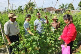 Pleiku có 4.224 hộ nông dân sản xuất, kinh doanh giỏi các cấp