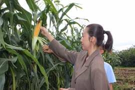 Giống bắp sinh khối ĐH 17-5: Năng suất, chất lượng vượt trội cho chăn nuôi bò