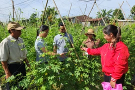 Pleiku: 35 học viên tham gia lớp trồng rau an toàn 