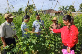 Pleiku: 35 học viên tham gia lớp trồng rau an toàn 