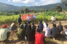 Chư Păh đánh giá kết quả thâm canh cây mì an toàn dịch bệnh 