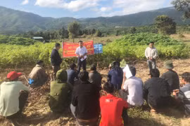 Chư Păh đánh giá kết quả thâm canh cây mì an toàn dịch bệnh 