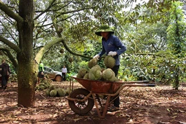 Sầu riêng vào mùa cao điểm xuất khẩu