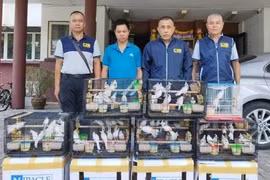 Buôn chim trái phép, một người Việt bị bắt ở Thái Lan