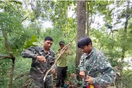 Đắk Lắk: Ngăn chặn tình trạng phá rừng, lấn chiếm đất lâm nghiệp