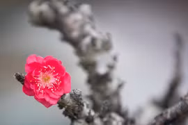 Thời tiết ba miền như thế nào trong dịp Tết Nguyên đán Giáp Thìn?