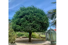 Hiện nay, nhiều người dân ở Quảng Nam trồng cây duối ngay cạnh cổng nhà