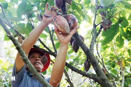 Đắk Lắk pháy huy mọi điều kiện lý tưởng để phát triển cây cacao
