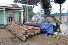 Chủ tịch huyện lên tiếng vụ gỗ lậu trên đất trưởng phòng nội vụ ở Quảng Nam