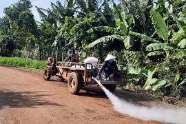 Đắk Lắk: Tiêu hủy hơn 2.500 con heo do dịch tả heo châu Phi