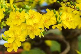 Thơ Trần Hồng Vân: Tháng Giêng