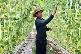 Chuyển đổi cây trồng để nâng cao hiệu quả sản xuất 