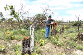 28 đối tượng hủy hoại rừng tại xã Ya Tờ Mốt lĩnh án