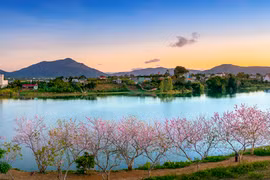 Dọc miền đỗ mai