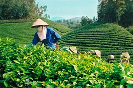 Kim ngạch xuất khẩu chè tăng hơn 20%