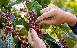 Giá cà phê trong nước tăng 600 ngàn đồng/tấn