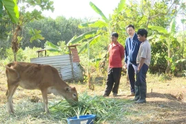 Kon Tum: 8 cán bộ vi phạm trong vụ cấp bò giống nhỏ như con bê