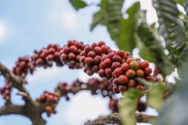 Việt Nam kéo giá cà phê Brazil tăng mạnh 