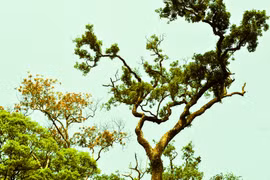  Ngọc Tem - mùa rừng thay áo mới