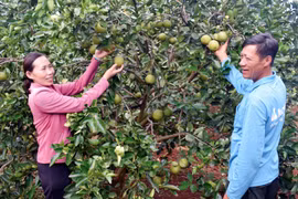 Đà Lạt xây dựng hồ sơ 68 sản phẩm OCOP đặc sản