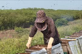 Mùa mật ong trên những khu rừng ngập mặn Kim Sơn