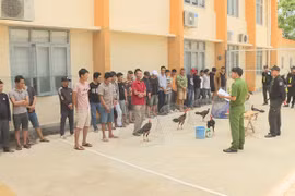 Triệt phá trường gà liên tỉnh, bắt giữ hàng chục đối tượng