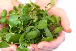 Loại rau được CDC Mỹ xếp hạng giàu dinh dưỡng nhất