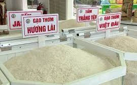 Giá gạo trong nước tiếp tục tăng