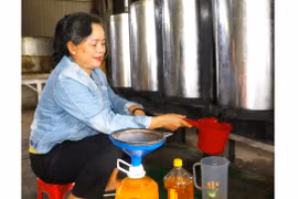 Thu nhập ổn định từ nghề sản xuất dầu đậu phộng